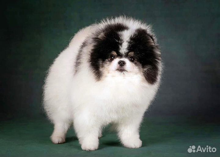 Вязка. Померанский шпиц.Триколор