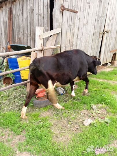 Телка стельная