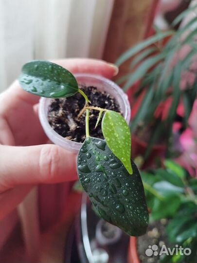 Фикус бенджамина денилайт (индиго)