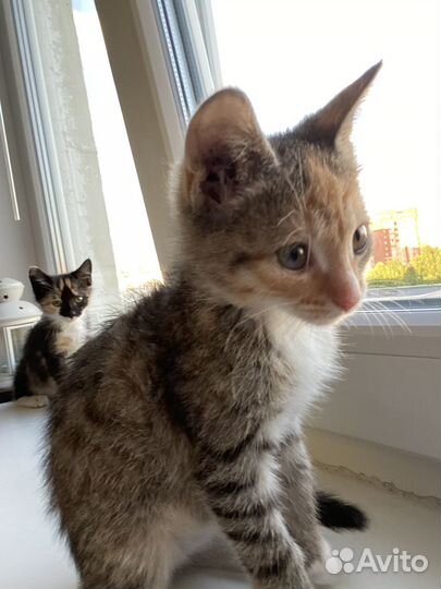 Котята ищут дом