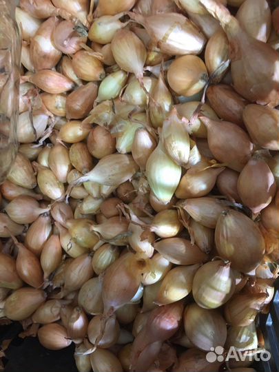 Лук на зелень на перо