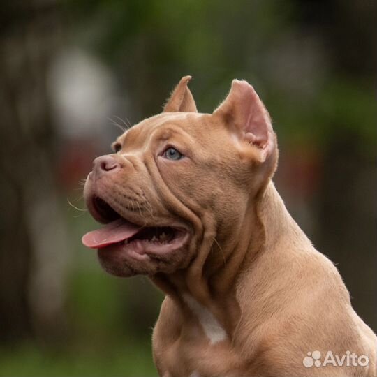 Американский булли девочка