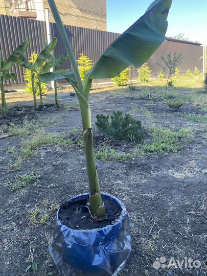 Банановая пальма