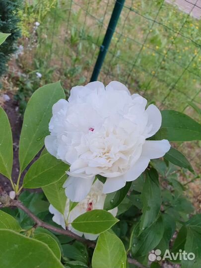 Пионы другое