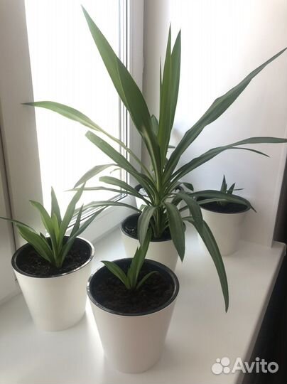 Пальма юкка