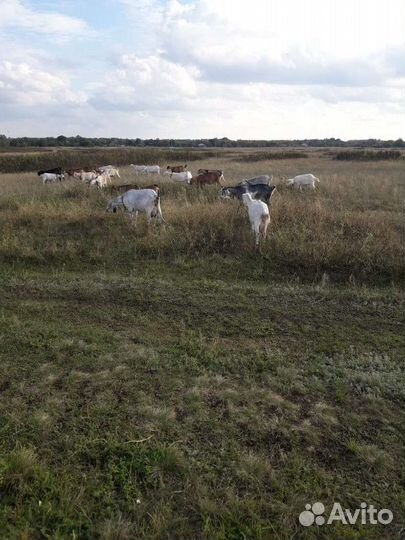 Продаются козы