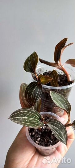 Драгоценная орхидея лудизия