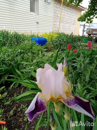 Ирисы бородатые 30руб