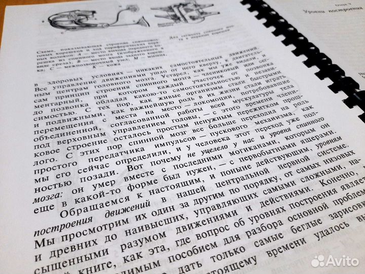 О ловкости и ее развитии. Бернштейн Н.А