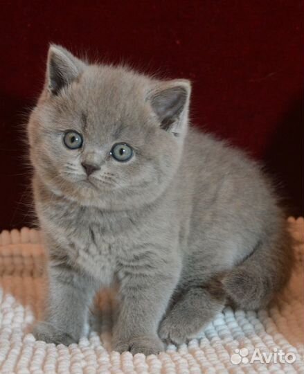 Британские классические