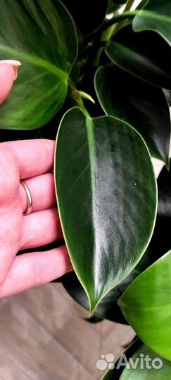 Филодендрон Грин принцесс