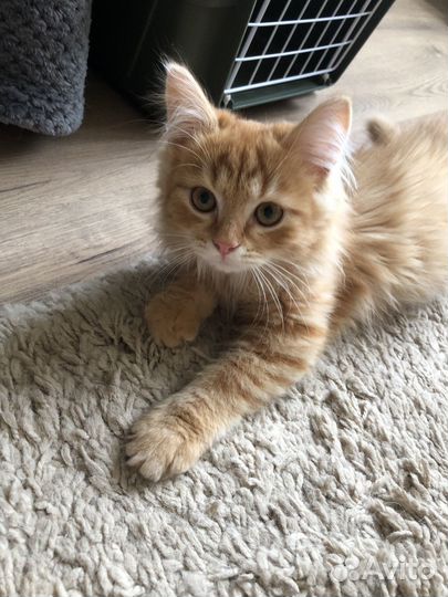 Рыжий котенок с сибирскими корнями