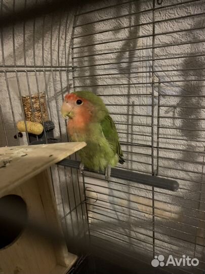 Попугай неразлучник с клеткой
