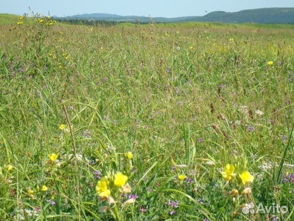 Мед 2024 года из Алтая опт