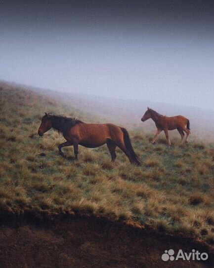 Автобусные туры