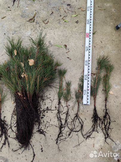 Сеянцы сосны крымской