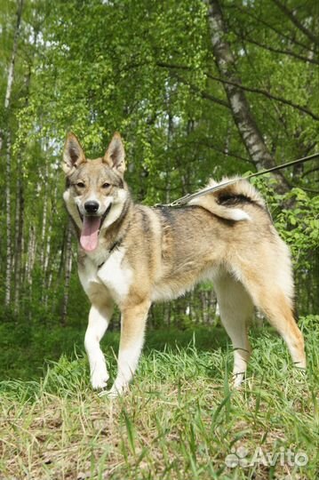 Сиби ищет дом