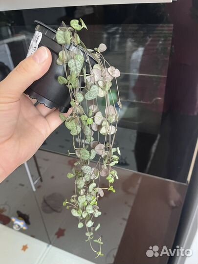 Циропегия вуда