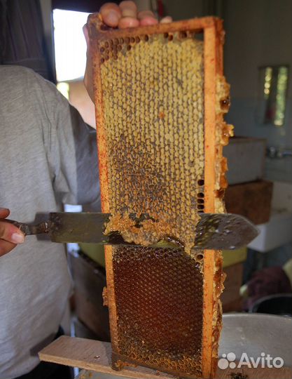 2024 Мёд натуральный с Алтая опт