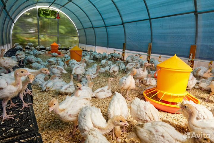 Усадьба фермерский бизнес птицеферма молодняка