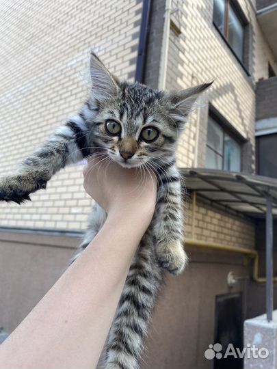 Котенок в добрые руки