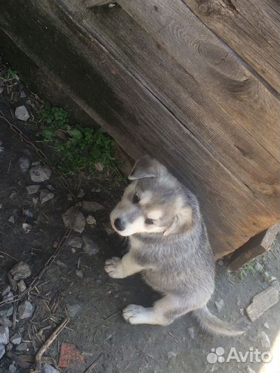 Щенки бесплатно