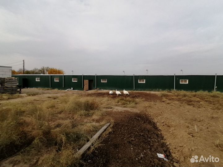 Птицеферма в черте города