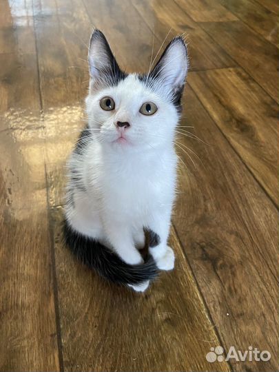 Котята в добрые руки бесплатно мальчик