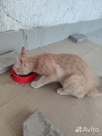 Котенок мальчик рыжий