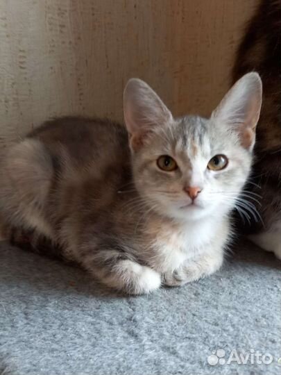 Скромная девочка ищет дом