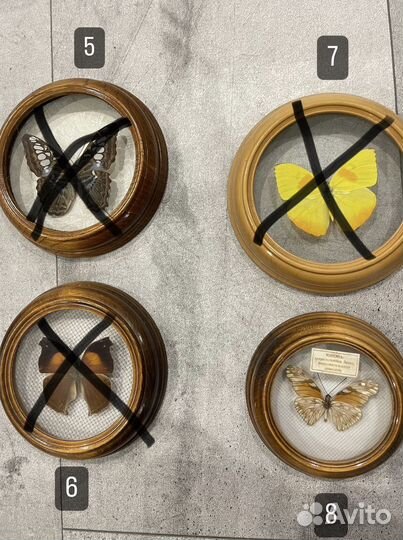 Бабочки в рамках