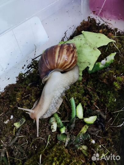 Улитки ахатины большие и маленькие