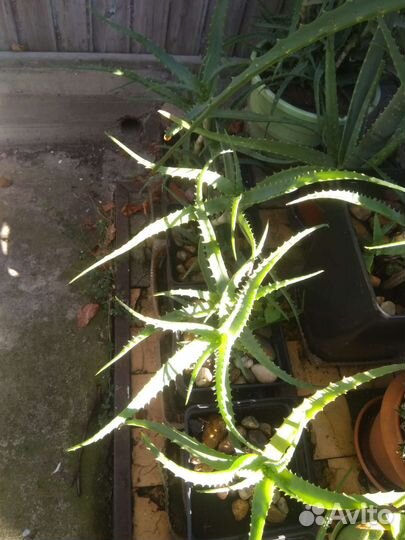 Алоэ столетник