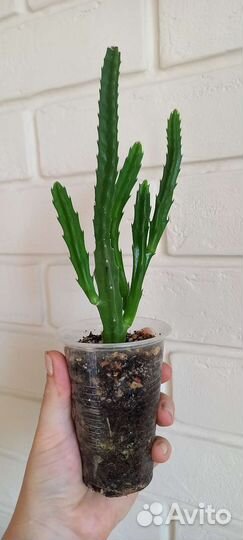 Стапелия Грандифлора. Крупноцветковая