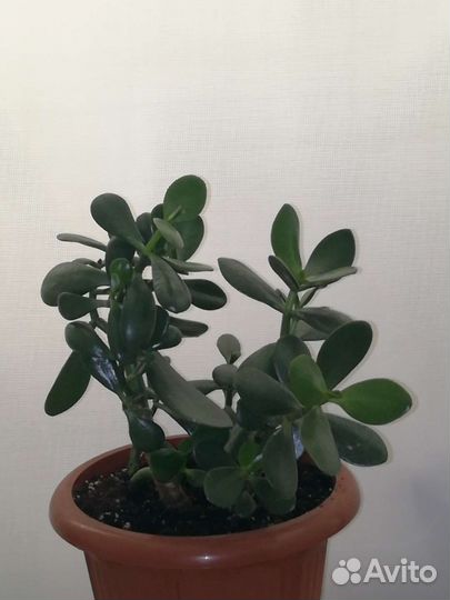 Горшечные растения