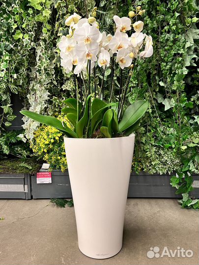 Орхидея фаленопсис в кашпо lechuza H 100