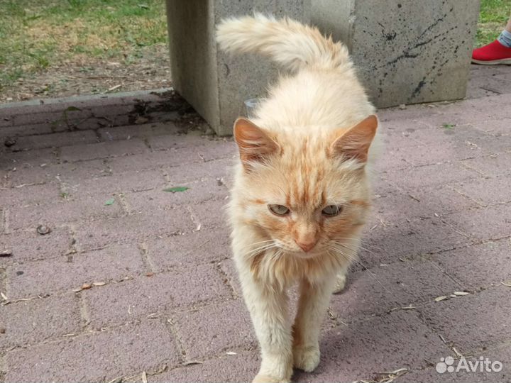 Бездомная кошка