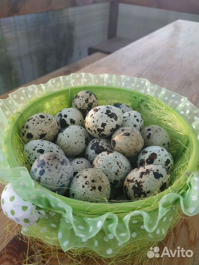Яйца перепелиные, перепел (тушки)
