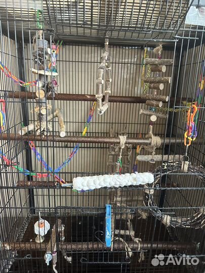 Попугай Корелла вместе с клеткой