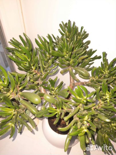 Красула хоббит