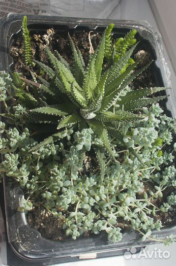 Суккуленты. Хавортия, красулла, эхеверия, седум