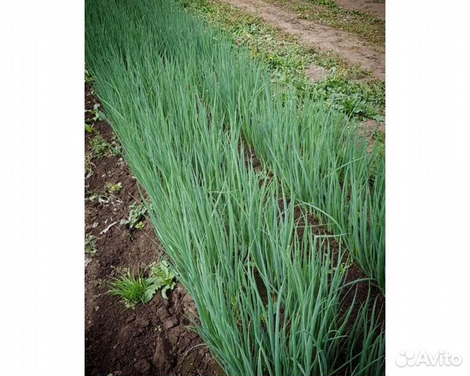 Семена Лука 