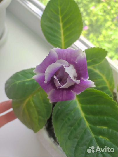 Детки сортовых фиалок