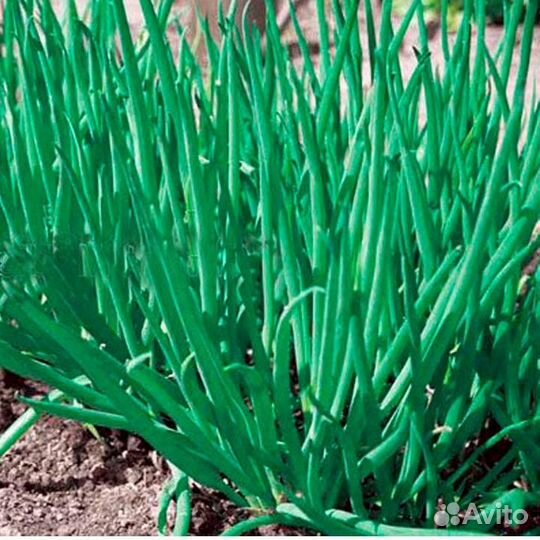 Лук многолетний