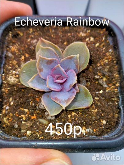 Суккуленты 3