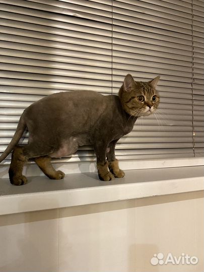 Отдам в добрые руки котят