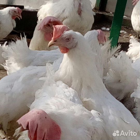 Куры несушки