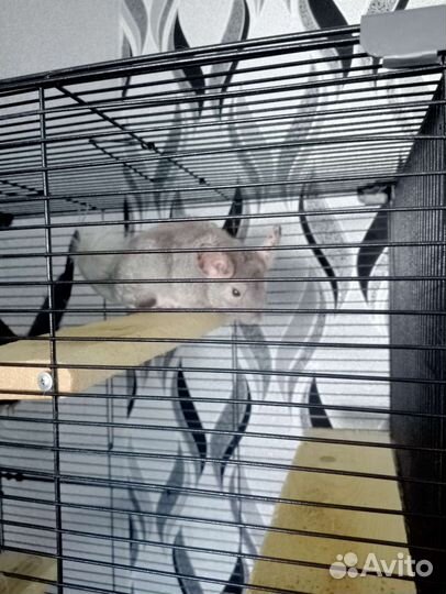 Шиншилла с клеткой