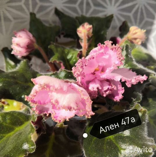 Цветущие фиалки