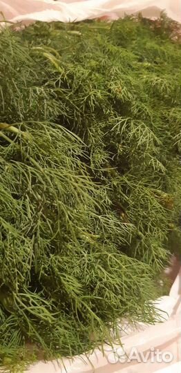 Укроп свежий